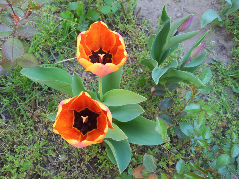  - Primavara - Vara 2017