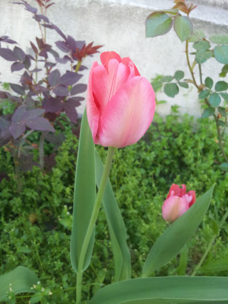  - Primavara - Vara 2017