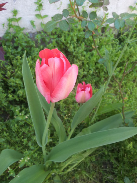  - Primavara - Vara 2017