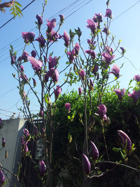  - Primavara - Vara 2017