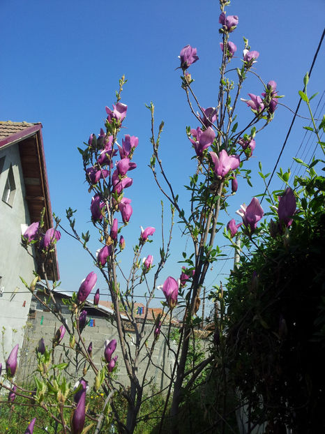  - Primavara - Vara 2017