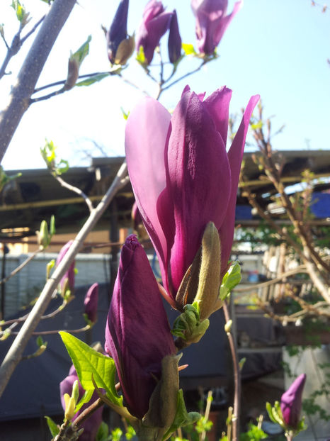  - Primavara - Vara 2017