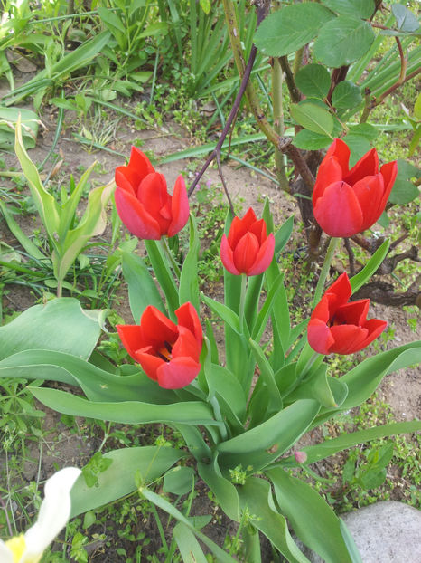  - Primavara - Vara 2017