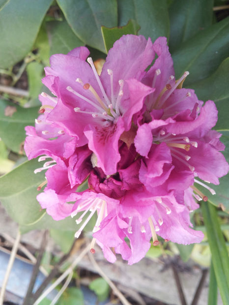  - Primavara - Vara 2017