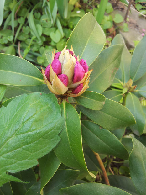  - Primavara - Vara 2017