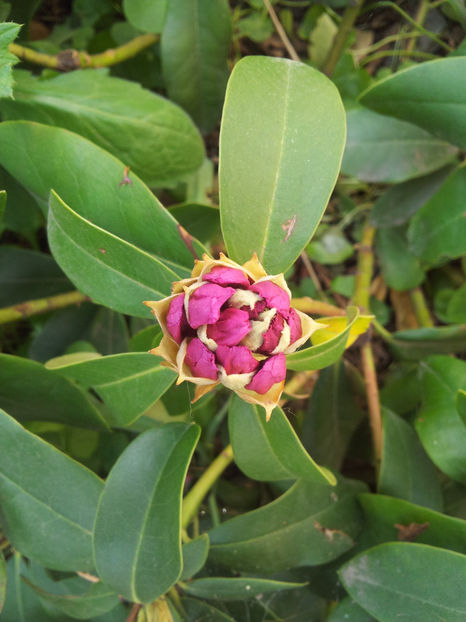  - Primavara - Vara 2017