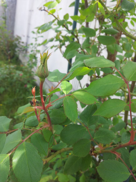  - Primavara - Vara 2017