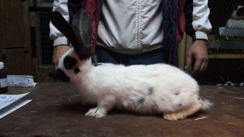 1491679190133-661587345 - Mascul 3-1 Ro20-2742