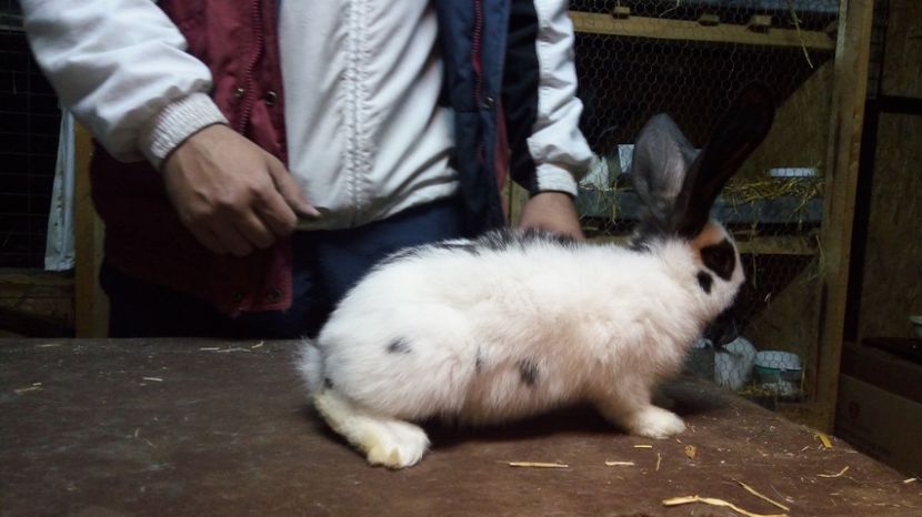 1491679222090-1660632099 - Mascul 3-1 Ro20-2742