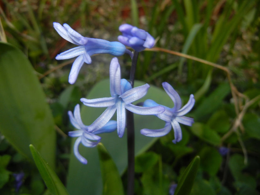 Hyacinth multiflora Blue (2017, April 02) - Hyacinth multiflora Blue