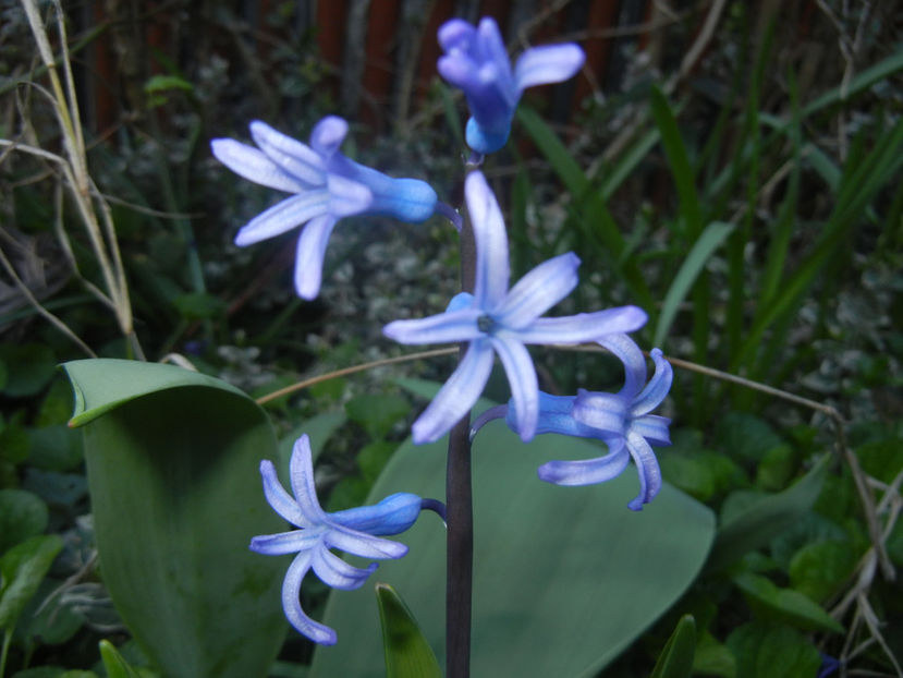 Hyacinth multiflora Blue (2017, April 03) - Hyacinth multiflora Blue