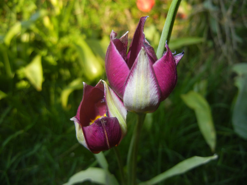 Tulipa Persian Pearl (2017, April 02) - Tulipa Persian Pearl