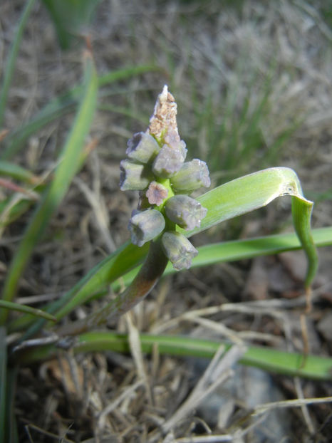 Muscari Golden Fragrance (2017, Apr.02) - Muscari Golden Fragrance