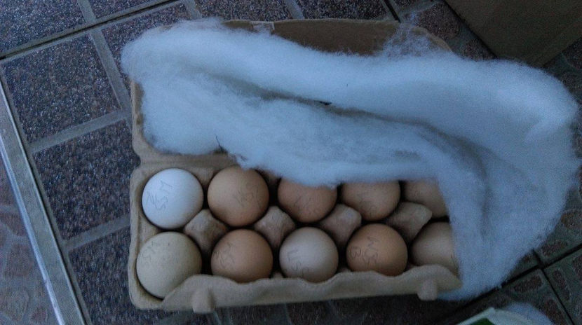  - WYANDOTTE ARGINTIU