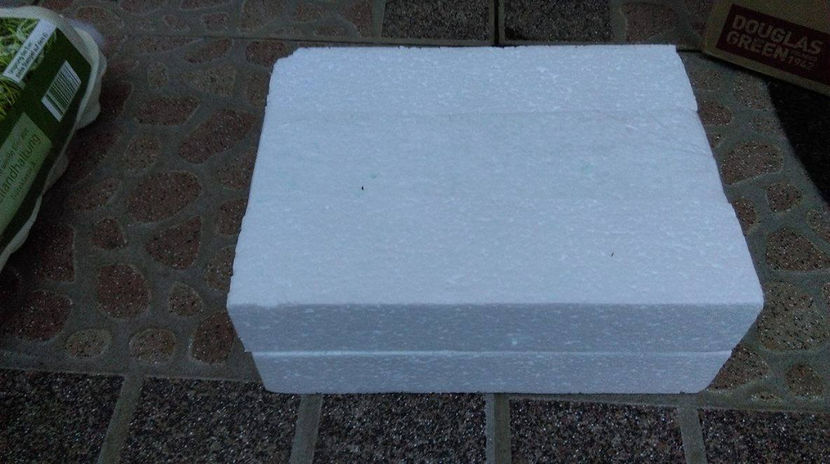 17837824_1389327194438611_1269587492_o - WYANDOTTE ARGINTIU