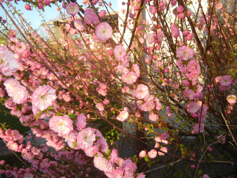 Prunus triloba (2017, April 02) - Prunus triloba