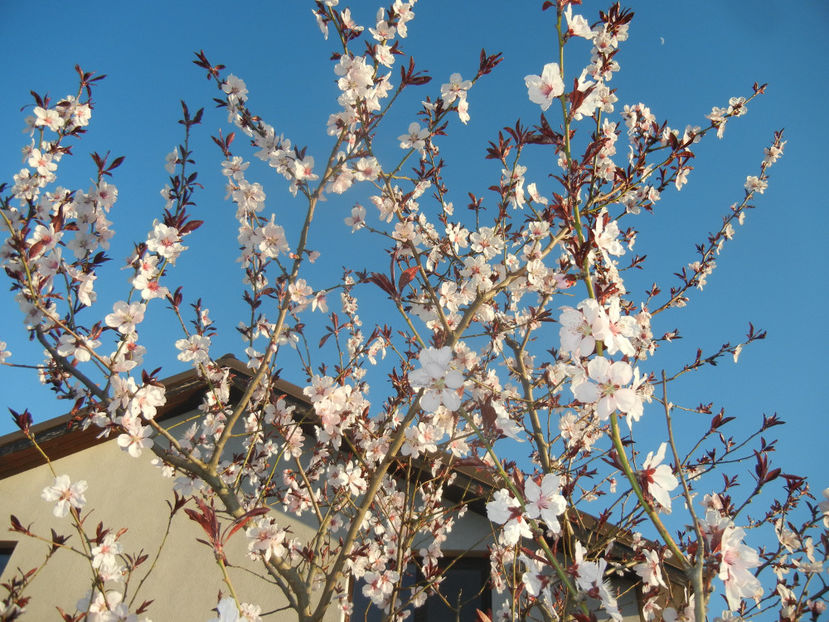 Prunus persica Davidii (2017, April 02) - Prunus persica Davidii