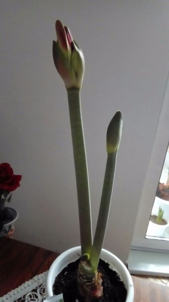 P_20170407_ - Amaryllis