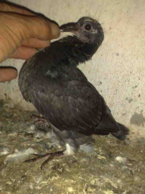  - Pui 2017-2018 -2019-2020 -2021-matca-doici-vind aproape tot lotul