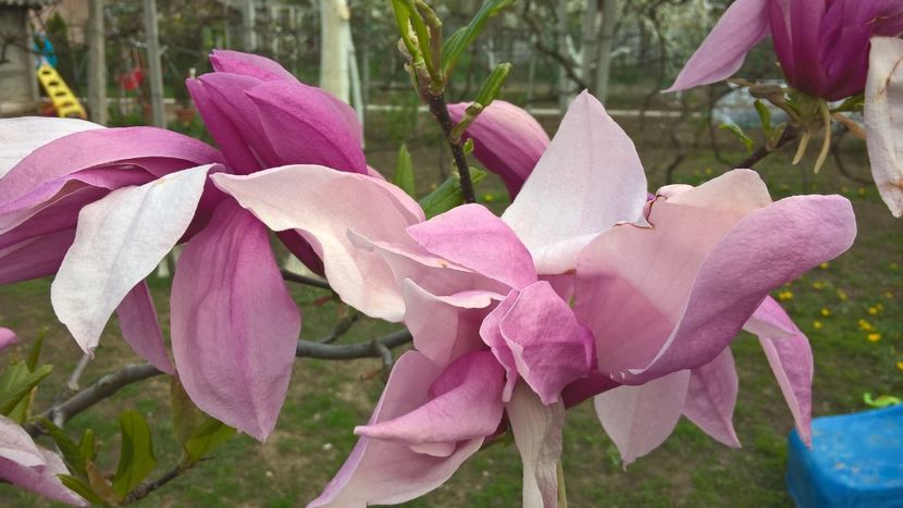  - Splendoarea din gradina mea in 2017