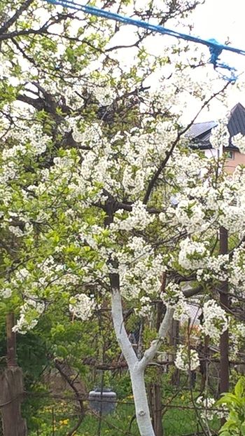  - Splendoarea din gradina mea in 2017