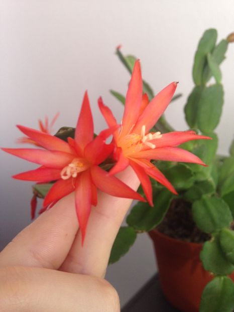 Rhipsalidopsis portocaliu - Cactusi si suculente
