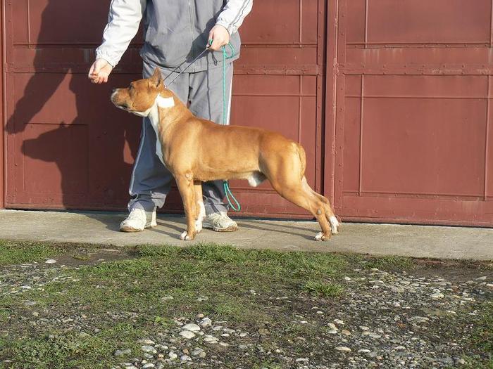 budy - PRENOTARI PT CAINI DIN RASA AMSTAFF SI PITBULL