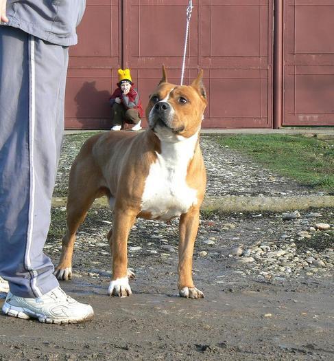 budyy - PRENOTARI PT CAINI DIN RASA AMSTAFF SI PITBULL