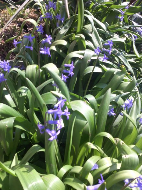  - 01-Flori din curtea mea 2017