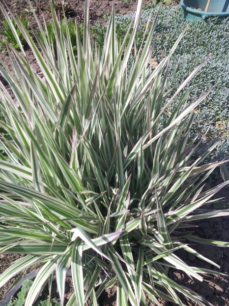  - 01-Flori din curtea mea 2017