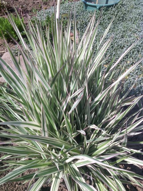  - 01-Flori din curtea mea 2017