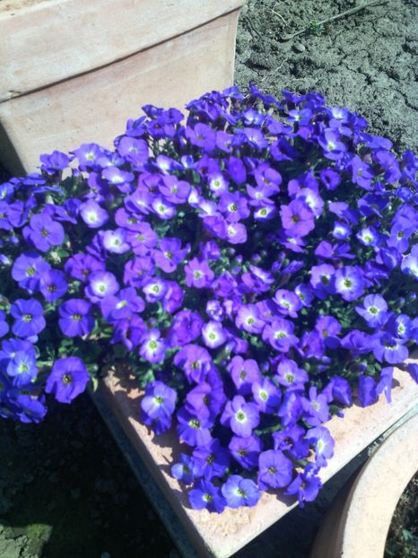 aubrieta - 01-Flori din curtea mea 2017