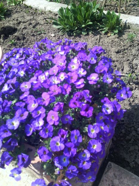  - 01-Flori din curtea mea 2017