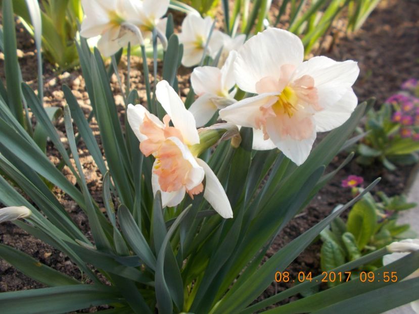  - Flori de gradina-2016-2017-2018-2019-2022