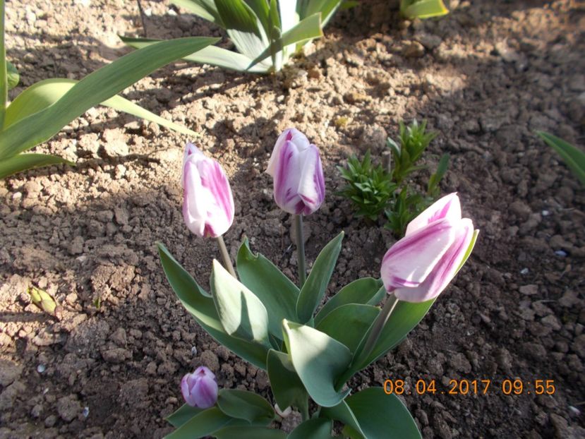  - Flori de gradina-2016-2017-2018-2019-2022