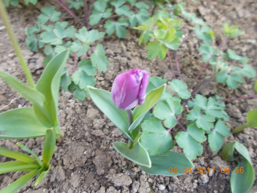  - Flori de gradina-2016-2017-2018-2019-2022