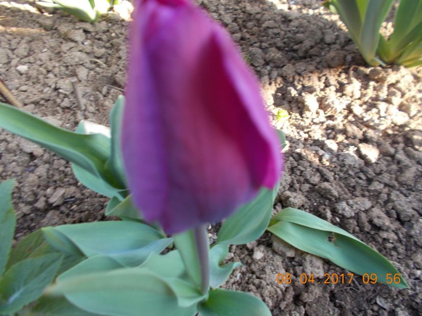  - Flori de gradina-2016-2017-2018-2019-2022