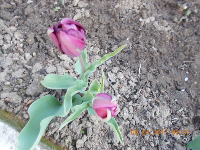  - Flori de gradina-2016-2017-2018-2019-2022