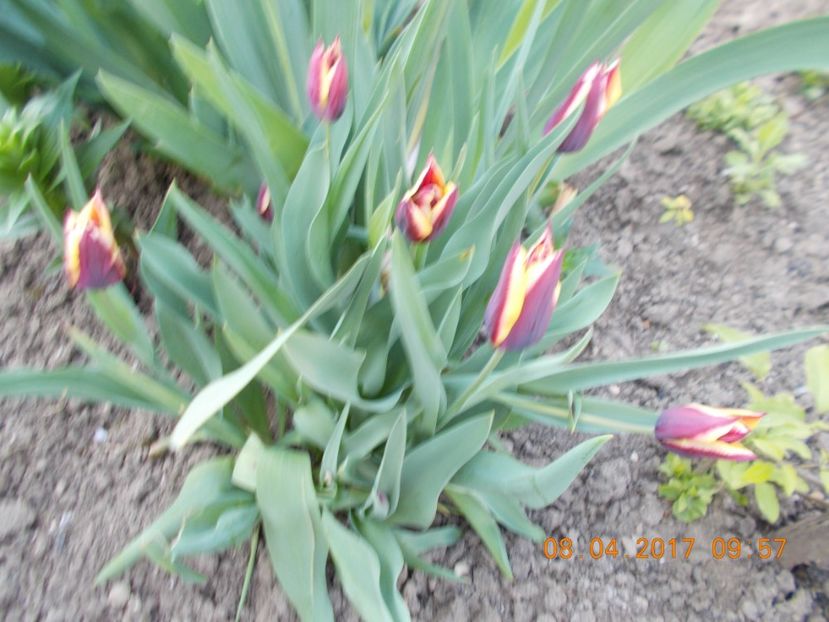 - Flori de gradina-2016-2017-2018-2019-2022