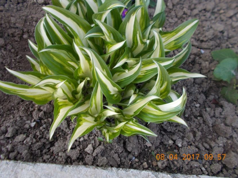  - Flori de gradina-2016-2017-2018-2019-2022
