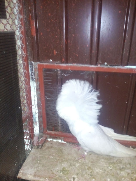  - maria stuard  devanzare 2017