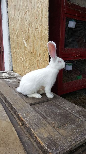 RO35-12618 - TINERET 2017