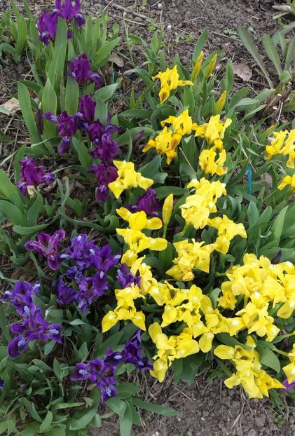 20170405_171847-1 - IRISI PITICI 2018 disponibili acum