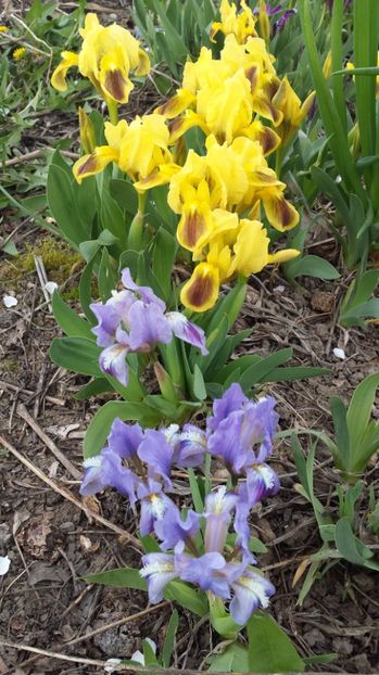  - IRISI PITICI 2018 disponibili acum