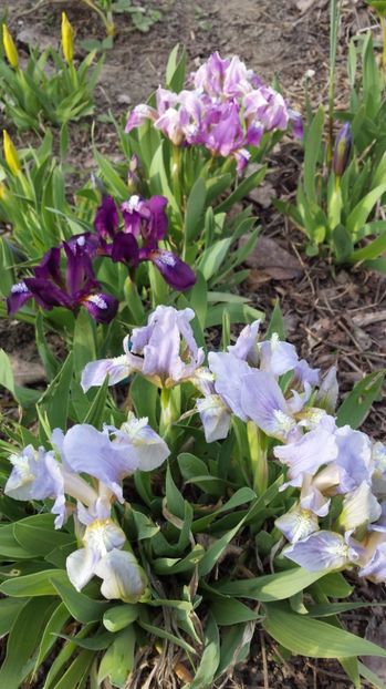  - IRISI PITICI 2018 disponibili acum