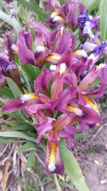  - IRISI PITICI 2018 disponibili acum