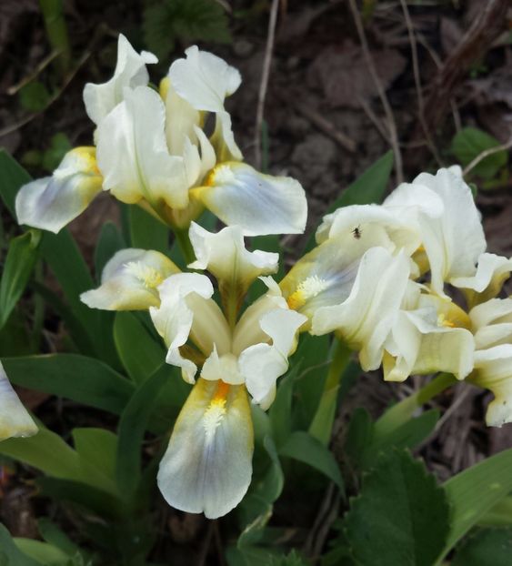 20170405_171517-1 - Primavara 2017