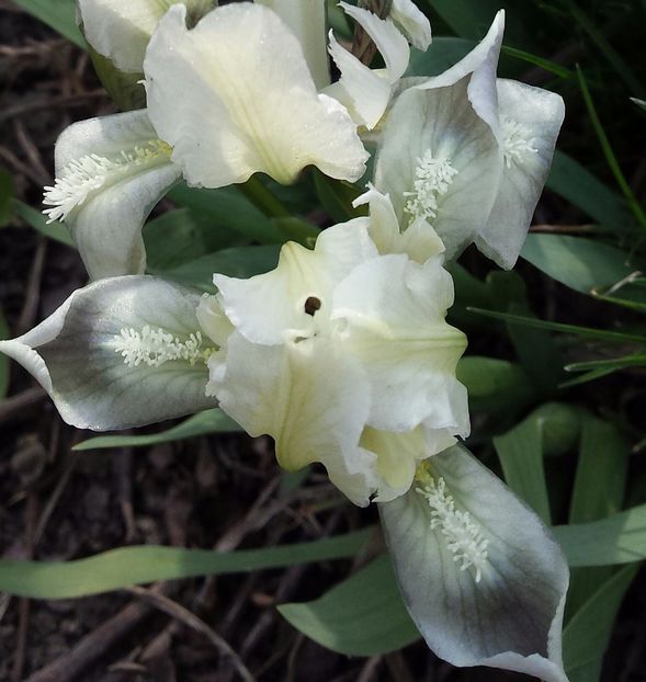 20170405_172810-1 - Primavara 2017