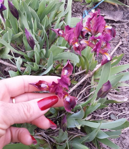 20170405_173615-1 - Primavara 2017