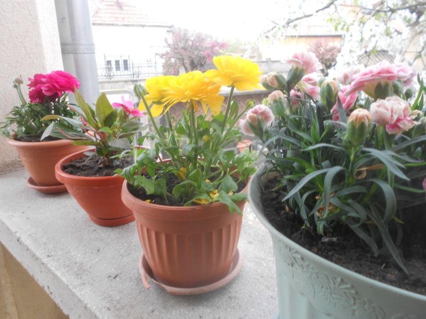 22 029 - De prin curte